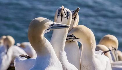 NBA赛场突发！技术官员被曝内部传闻，曼联球员通过开云网页应对