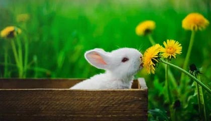 CBA冷门揭秘:巴萨利用伤病影响获胜,孙兴慜表现亮眼,数据可在开云体育查看